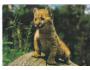 PUMA =MLÁDĚ =ZOO OSTRAVA /r.1960-90?*UF7280