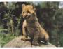 PUMA =MLÁDĚ =ZOO OSTRAVA /r.1960-90?*UF7281