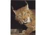 RYS =ZOO OSTRAVA /r.1960-90?*UF7282