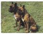 PES = BOXER /r.1960-90?*UF7336