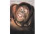 ORANGUTAN /r.1960-90?*UF7370