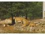 ZLÍN - ZOO LEŠNÁ - LVI PRESSFOTO ***827V
