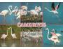 PTÁCÍ PŘÍRODNÍ PARK CAMARGUE NAKL. FRANCIE ***828C