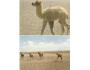 VELBLOUD NAKL. MONGOLSKO ***829E