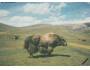 JAk NAKL. MONGOLSKO ***829K