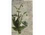 Přání s květinou dl.adr.r.1902 prošlá poštou Q/319