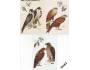 Analogické pohlednice 2003 Draví ptáci, Pofis č.372-4 Cartes