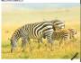 Zvířata Zebra