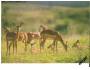 Zvířata  Impala Jihoafrická