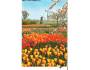 Holandsko Větrnný mlýn, tulipány