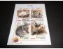 Aršík kočka, mačka, fauna Guinea -al 18