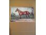 Malovana pohlednice - tisk, kůň