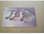 Malovana pohlednice - tisk,  koně