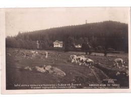 Šumava r.1925 rest. Vodolenka u Sušice krávy 9063  °53612R