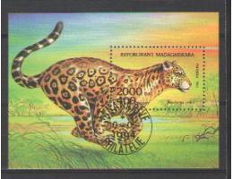 Kočka, kočky, divoká zvířata - Madagasikara
