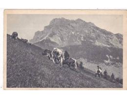 MALÁ FATRA=ROZSUTEC+KRÁVA=FOTO KLIMEŠ=rok1925?*bf3924