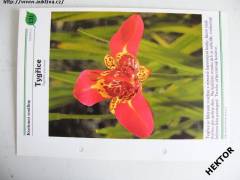 Pokoj.květiny od A do Z -karta č.131 -Kvetoucí rostliny *77