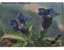 Gentiana Kochiana Perr. u. S. - hořec, Švýcarsko