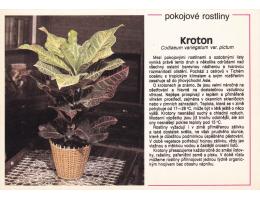 POKOJOVÉ ROSTLINY =KROTON=rok1947-99?*UF6617