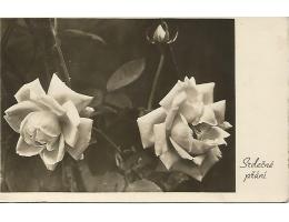 přání MF růže 1955 19-242°°