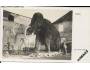 Brno - Mamut