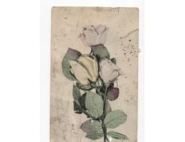 Růže vada,polámaná pohlednice,natržená,prošlá,Y/429