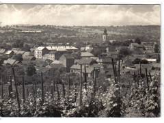 Velké Pavlovice vinice  okr. Břeclav °1553