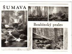 Šumava Boubínský prales  ***0785