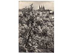 Praha Hradčany stromy v květu  °1778