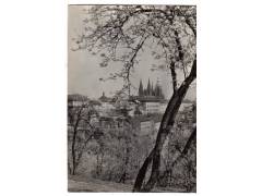 Praha Hradčany stromy v květu  °1780