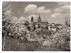 Praha Hradčany stromy v květu  °1794