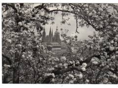 Praha Hradčany stromy v květu  °1798