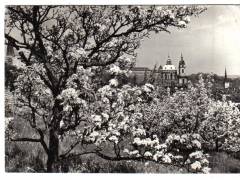 Praha chrám sv. Mikuláše stromy v květu  °1799