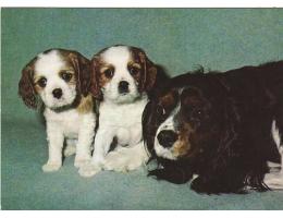 PES =CAVALIER KING =rok1966-89*UF4870