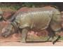 ZOO Norimberk - Nosorožec indický