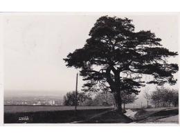 LIBÁŇ   STROM NÁKL. NOVOTNÝ FOTOGRAF cca r. 1930  °53957Q