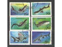 Žralok, žraloci, paryba -  Tanzania