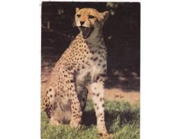 GEPARD =ZOO PRAHA/r.1960-90?*UF7203