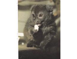 LEMUR ŠEDÝ /ZOO KOLÍN n.RYNEM /r.1960-90?*UF7234