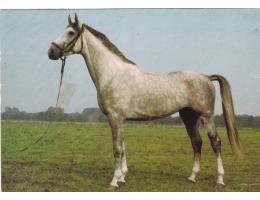 KŮŇ =TRAKEHNER /r.1960-90?*UF7251