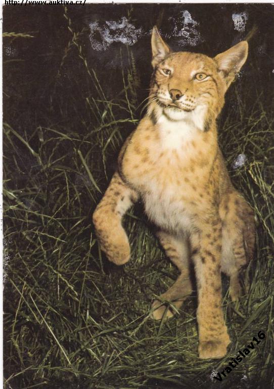 Klikněte pro zvětšení