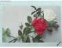Blahopřání - růže červená a bílá