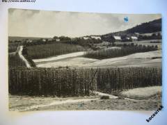 Domoušice o. Louny chmelnice 1955 Orbis