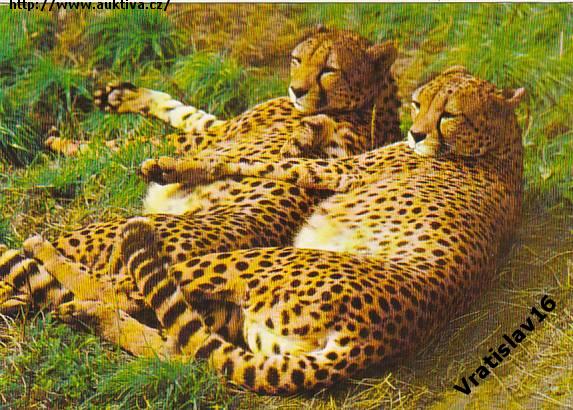 Klikněte pro zvětšení